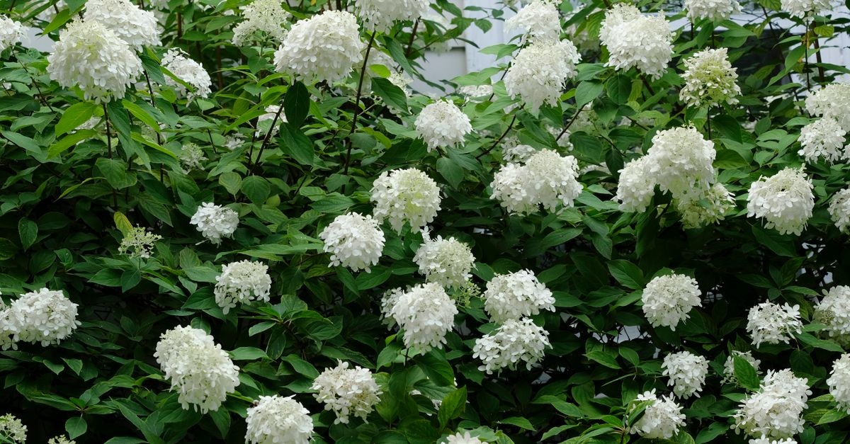 Salkım Ortancanız Çiçek Şölenine Hazırlansın: Hydrangea paniculata'yı Tomurcuklanmadan Önce Ustaca Budamanın Püf Noktaları