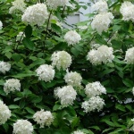 Salkım Ortancanız Çiçek Şölenine Hazırlansın: Hydrangea paniculata'yı Tomurcuklanmadan Önce Ustaca Budamanın Püf Noktaları